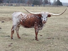 TP Cow Girl